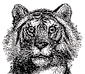 Java Tiger
